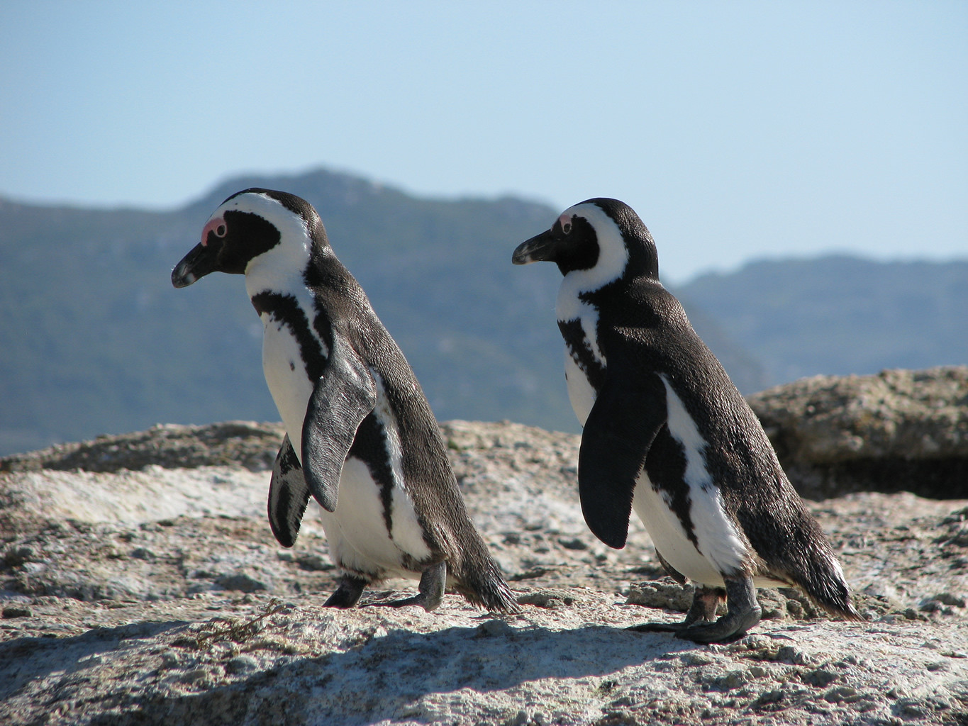 Peter Borcherds Penguins
